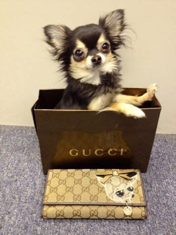 gucci chihuahua|Gucci dogs for sale.